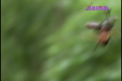 昆蟲捉迷藏-第21集