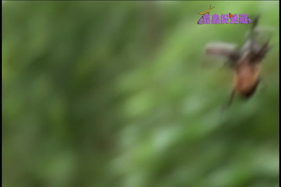 昆蟲捉迷藏-第24集