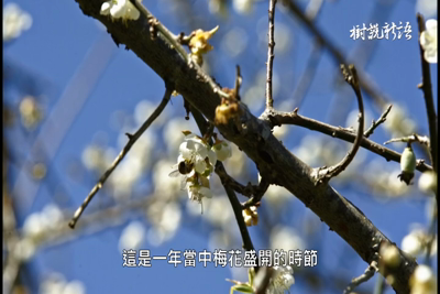 樹說新語－第1集